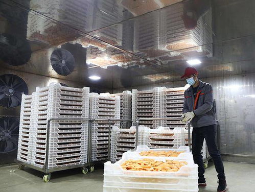 红薯飘香脱贫路 加工增值产业兴——广西融安的乡村振兴实践